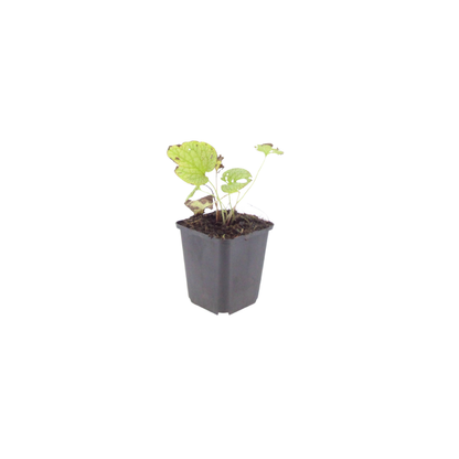 Buitenplant 60x Brunnera macr. 'Jack Frost' - Pot Ø 9cm Hoogte ↕ 10-25cm