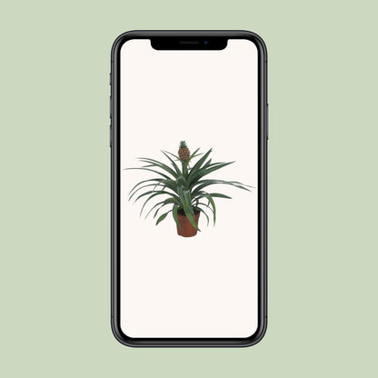 Kamerplant - Ananas Mi Amigo - Pot Ø 12cm Hoogte ↕ 40cm