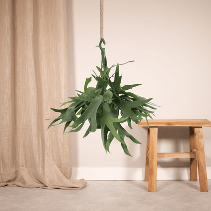 Kamerplant - Platycerium Hertshoorn Hang - Pot Ø 21cm Hoogte ↕ 50cm