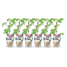 Buitenplant 6x Rubus 'Black Satin' - Braam - Winterhard - Pot Ø 9cm Hoogte ↕ 25cm