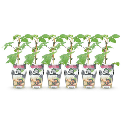 Buitenplant 6x Rubus 'Black Satin' - Braam - Winterhard - Pot Ø 9cm Hoogte ↕ 25cm