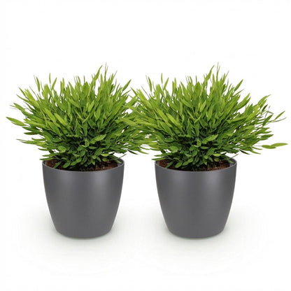 Kamerplant 2x Pogonatherum paniceum - Bamboegras - Pot Ø 12cm Hoogte ↕ 20cm