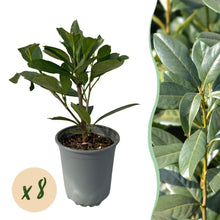 Buitenplant 8x Prunus laurocerasus Caucasica - Groenblijvend - Pot Ø 9cm Hoogte ↕ 30-35cm