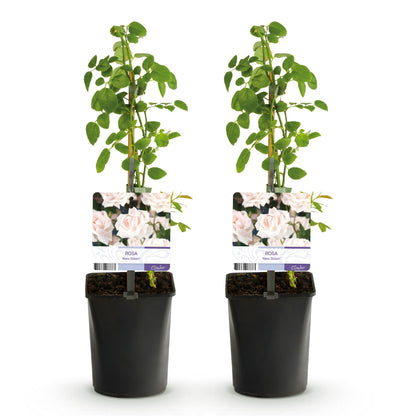 Buitenplant 2x Rosa 'New Dawn' - Klimroos - Bloeiend - Pot Ø 11cm Hoogte ↕ 40cm
