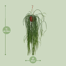 Kamerplant - Lepismium Bolivianum - Hangplant - Pot Ø 20cm Hoogte ↕ 70cm