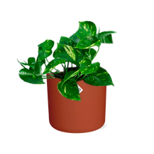 Kamerplant - Epipremnum Pinnatum 'Aureum' - Inclusief sierpot - Pot Ø 14cm
