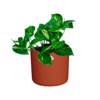 Kamerplant - Epipremnum Pinnatum 'Aureum' - Inclusief sierpot - Pot Ø 14cm