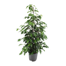 Kamerplant - Ficus benjamina Danielle - Pot Ø 21cm Hoogte ↕ 95cm