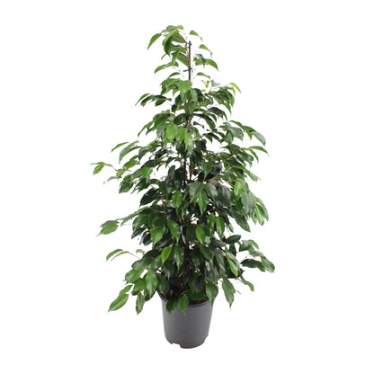 Kamerplant - Ficus benjamina Danielle - Pot Ø 21cm Hoogte ↕ 95cm