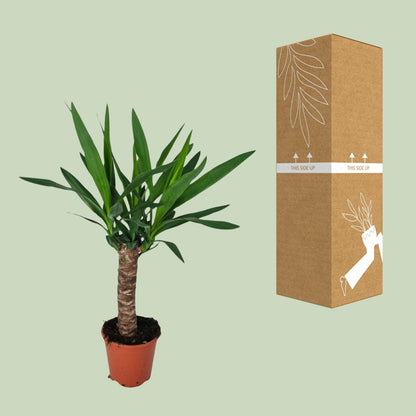 Kamerplant - Yucca - Pot Ø 14cm Hoogte ↕ 60cm