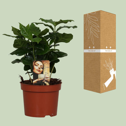 Kamerplant - Coffea Arabica - Pot Ø 12cm Hoogte ↕ 25cm