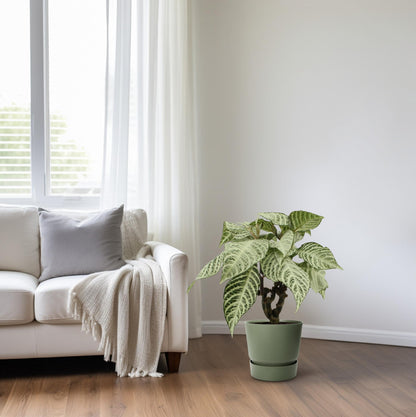 Kamerplant - Aphelandra White Wash - Pot Ø 15cm Hoogte ↕ 50cm