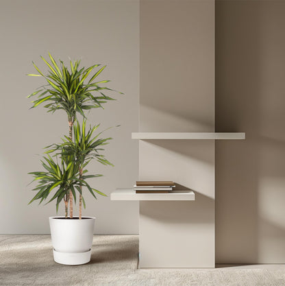 Kamerplant - Dracaena Riki - Pot Ø 24cm Hoogte ↕ 140cm