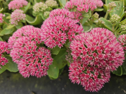 Buitenplant 6x Sedum 'Herbstfreude' - Pot Ø 9cm Hoogte ↕ 10-25cm