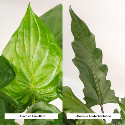 Kamerplant Duo - Alocasia Cucullata + Alocasia Lauterbachiana