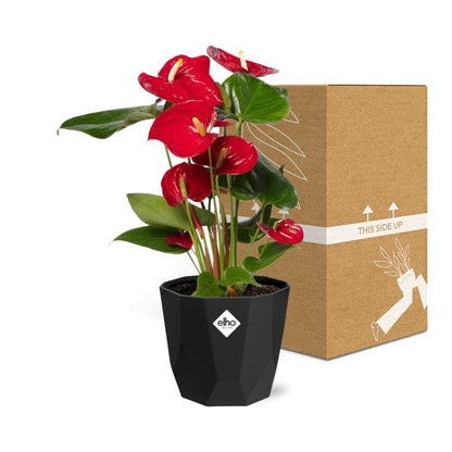 Kamerplant - Anthurium Red - Pot Ø 14cm