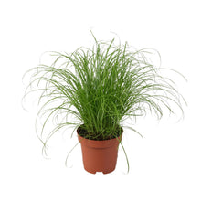 Kamerplant - Cyperus Alternifolius Zumula - Pot Ø 12cm Hoogte ↕ 28cm