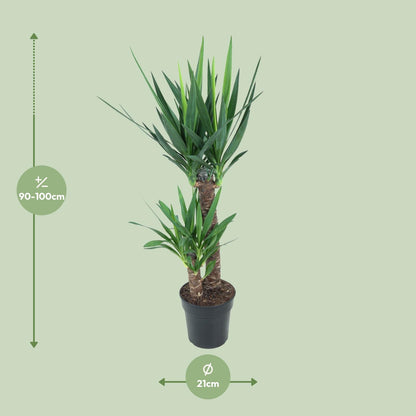 Kamerplant - Yucca Elephantipes - Pot Ø 21cm Hoogte ↕ 100cm
