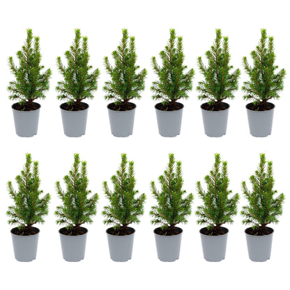 Buitenplant 12x Picea glauca 'Perfecta' - Mini-kerstboom - Pot Ø 6cm Hoogte ↕ 15-20cm