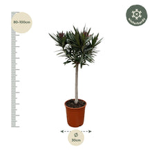 Buitenplant - Nerium Oleander op stam met rode bloem - Bloeiend - Pot Ø 22cm Hoogte ↕ 90cm