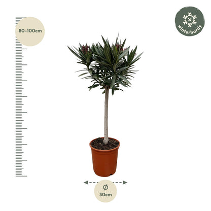 Buitenplant - Nerium Oleander op stam met rode bloem - Bloeiend - Pot Ø 22cm Hoogte ↕ 90cm