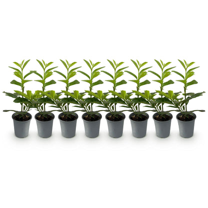 Buitenplant 8x Prunus laurocerasus Novita - Groenblijvend - Pot Ø 9cm Hoogte ↕ 30-35cm