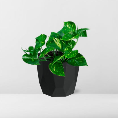 Kamerplant - Epipremnum Pinnatum 'Aureum' - Pot Ø 14cm