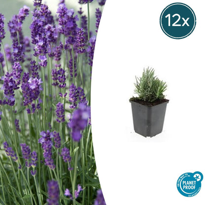 Buitenplant 12x Lavandula ang. 'Dwarf Blue' - Bloeiend - Pot Ø 9cm Hoogte ↕ 10-25cm