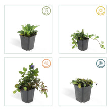 Buitenplant 24x Ajuga reptans - Bodembedekker - Pot Ø 9cm Hoogte ↕ 10-25cm