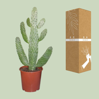 Kamerplant - Opuntia Consolea - Pot Ø 17cm Hoogte ↕ 40cm