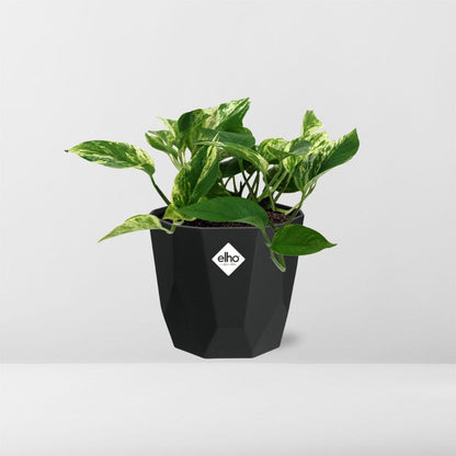 Kamerplant - Scindapsus (Epipremnum) Marble Queen - Hangplant - Pot Ø 14cm