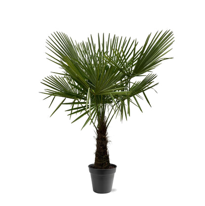 XL plant - Trachycarpus fortunei - Winterhard - Pot Ø 30cm Hoogte ↕ 160-180cm