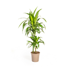 Kamerplant - Dracaena Deremensis Lisa - Pot Ø 19cm Hoogte ↕ 70-90cm