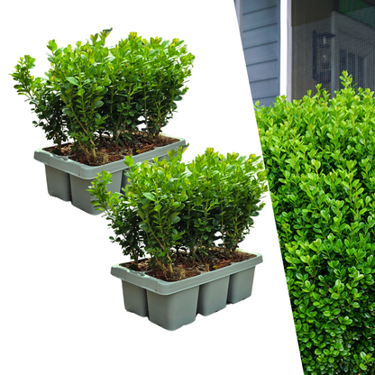Buitenplant 12x Buxus NewGen Freedom - Winterhard - Pot Ø 7cm Hoogte ↕ 15cm