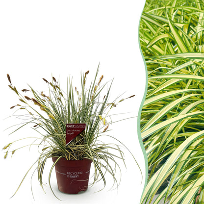 Buitenplant - Carex oshimensis 'Evergold' - Groenblijvend - Pot Ø 17cm Hoogte ↕ 50cm