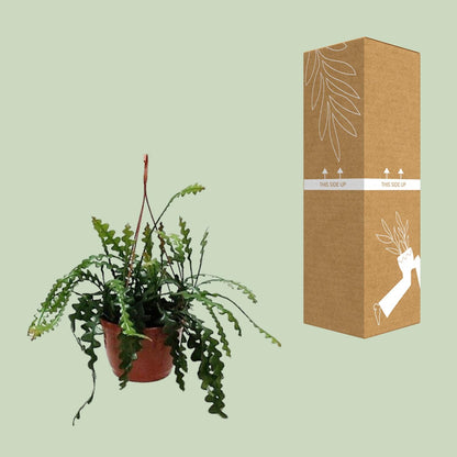 Kamerplant - Epiphyllum Anguleiger - Pot Ø 20cm Hoogte ↕ 60cm