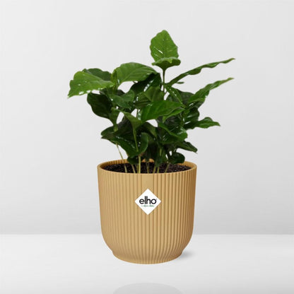 Kamerplant - Coffea Arabica - Inclusief sierpot - Pot Ø 14cm