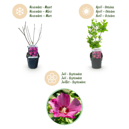 Buitenplant - Hibiscus syriacus 'Woodbridge' - Bloeiend - Pot Ø 17cm Hoogte ↕ 45cm
