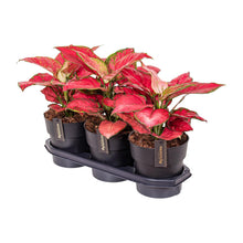 Kamerplant - Aglaonema Red Joy - Pot Ø 19cm Hoogte ↕ 40cm