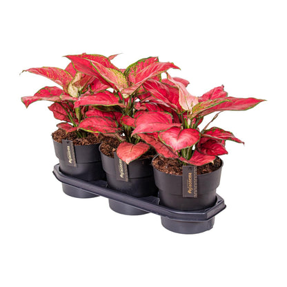 Kamerplant - Aglaonema Red Joy - Pot Ø 19cm Hoogte ↕ 40cm