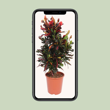Kamerplant - Codiaeum Variegatum Mammi - Pot Ø 27cm Hoogte ↕ 100cm