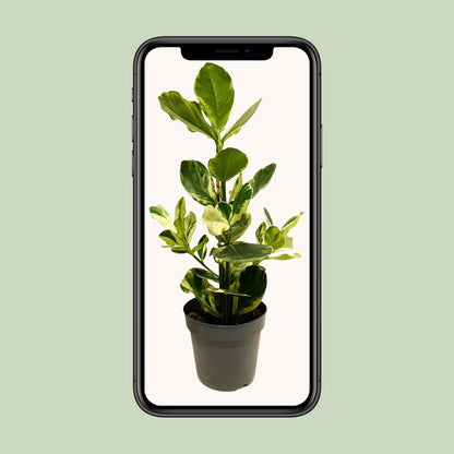Kamerplant - Clusia Rosea White Star - Pot Ø 17cm Hoogte ↕ 60cm