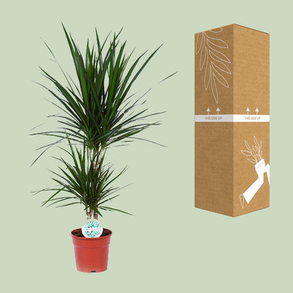 Kamerplant - Dracaena Marginata - Pot Ø 17cm Hoogte ↕ 75cm