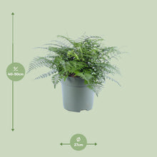 Kamerplant - Asplenium Parvati - Pot Ø 27cm Hoogte ↕ 50cm
