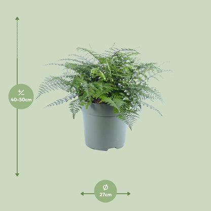 Kamerplant - Asplenium Parvati - Pot Ø 27cm Hoogte ↕ 50cm