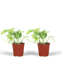 Kamerplant 2x Epipremnum Aureum - Pot Ø 12cm Hoogte ↕ 20cm