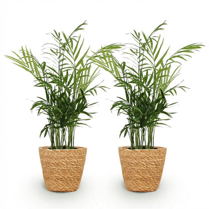 Kamerplant 2x Chamaedorea elegans - Goudpalm - Pot Ø 12cm Hoogte ↕ 15cm