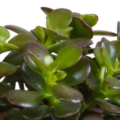 Kamerplant 3x Crassula mix - In terracotta pot - Pot Ø 10,5cm