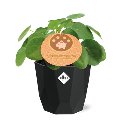 Kamerplant - Pilea Peperomioides - Inclusief sierpot - Pot Ø 12cm