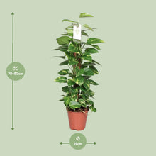 Kamerplant - Epipremnum Pinnatum op Mosstok - Pot Ø 19cm Hoogte ↕ 80cm
